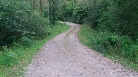 Sheldon Forest Nr Sheldon