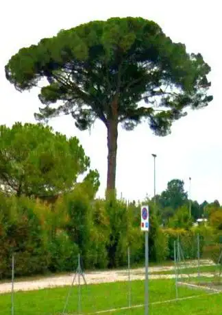 Photo de Pino Monumentale