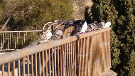 Photo de Visualizar aves