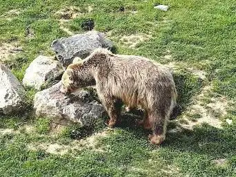Les ours bruns