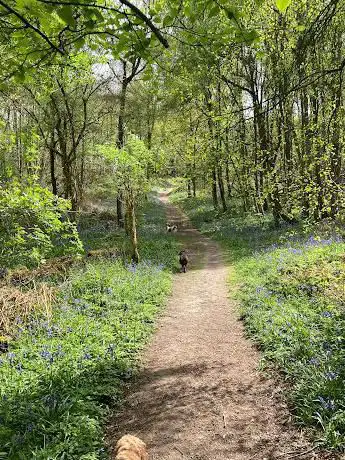 Guestling Wood