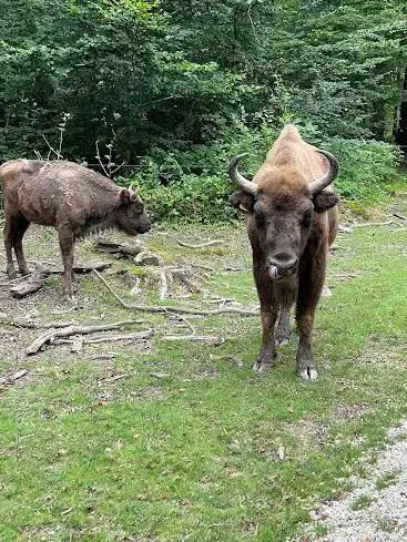 Safari - Train