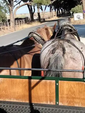 Photo de Carrozze di Maremma - Compagnia dei Carri di Cheli Enrico