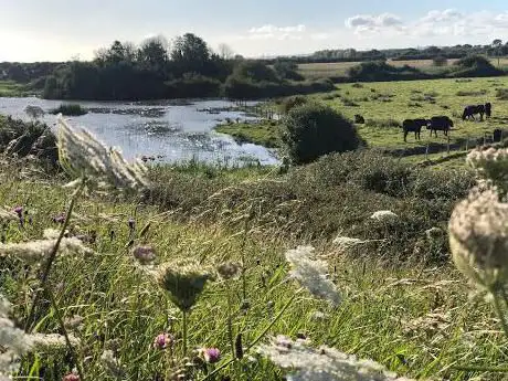 Home Farm Marsh