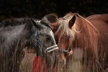 EDEINA - equi coaching & médiation animale