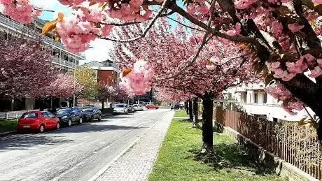 Ciliegi Giapponesi - Via Bodina