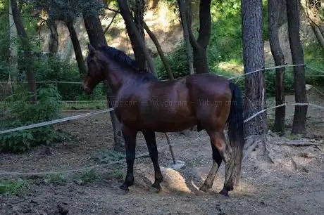 Photo de Hipica la Lluna