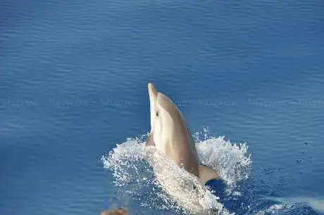Photo de Swimming with dolphins - Cala Rossa Dream