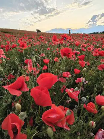 Campo tulipani