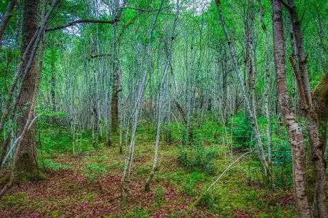 Photo de Lochardil Woods