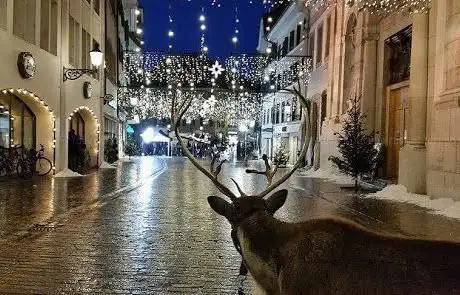 Photo de Cavalli d oro SA