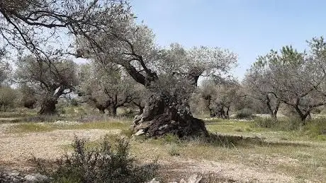 Photo de Àrea d'Oliveres mil·lenà ries de la Sénia