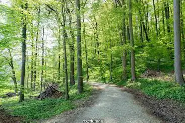 cholholz bärlauch