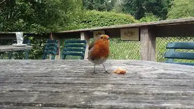 Hawthorns Urban Wildlife Centre