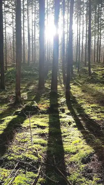 Perche et de la Trappe Forest