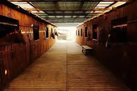 Horsing Jumping Ranch