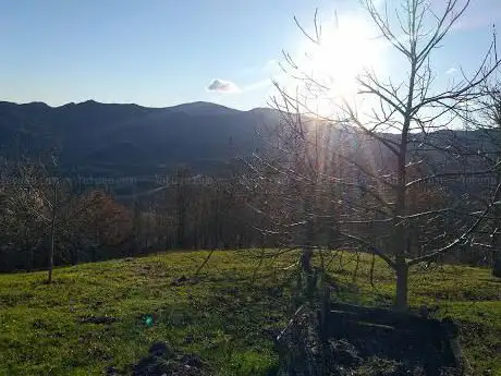 Sardello