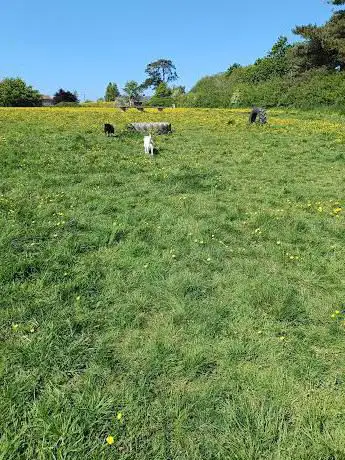 Photo de Freedom Field Bluebells