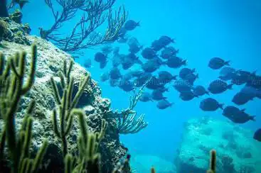 Photo de Mamora Bay Divers