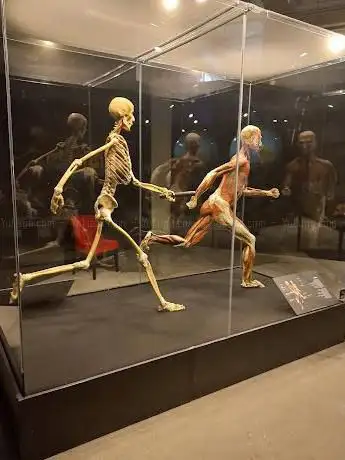 Photo de Body Worlds