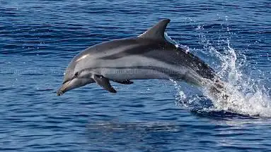 MolaMola Dive Team - Whale Watching Isola Gallinara Tour