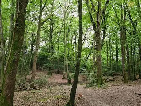 Photo de The Mens Nature Reserve Sussex Wildlife Trust