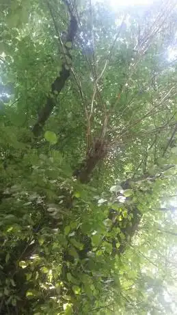 Photo de The Worth Lime Tree