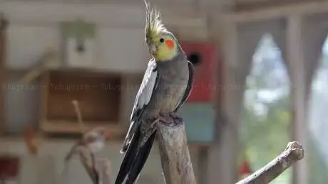 Photo de The Aviary