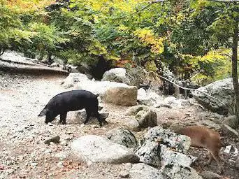 Bergeries de Capiaghja