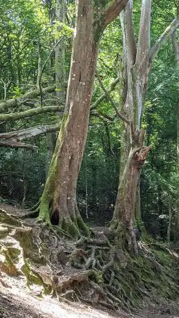 lllogan Woods