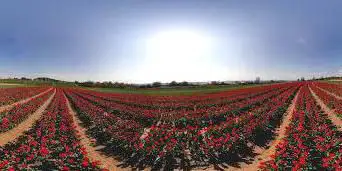 Photo de Tulip Fields