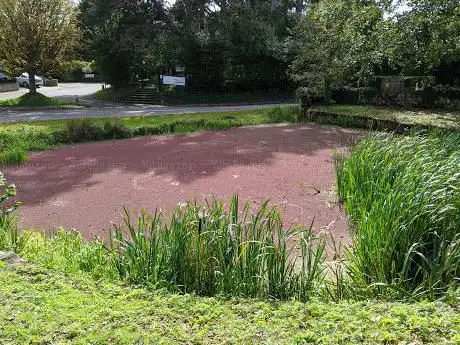 Stone Duck Pond