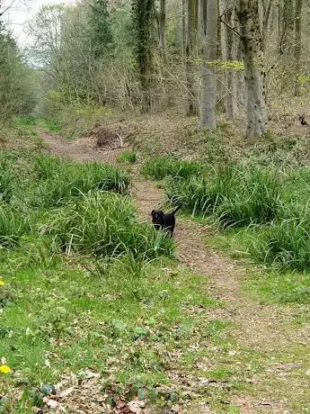 Little Great Wood