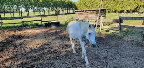 Photo de Pony Club De Grenade