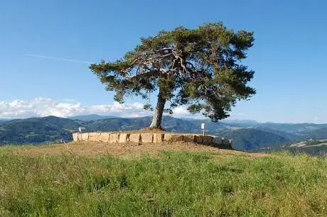 Pino Solitario