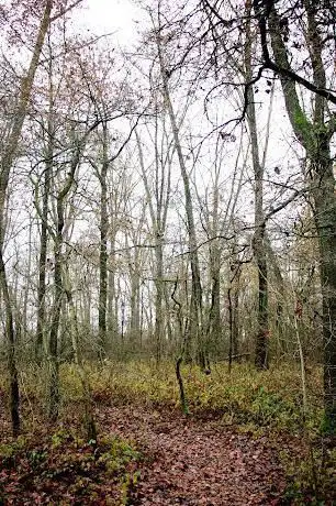 Soortenrijk valleibosje langs de Windgatbeek