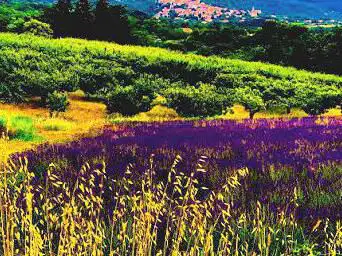 Photo de Chateau lavande