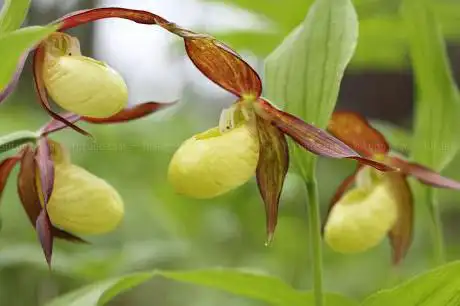 Photo de Orchideenwald