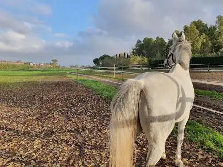Photo de Equestrian Center Two Towers A.S.D.