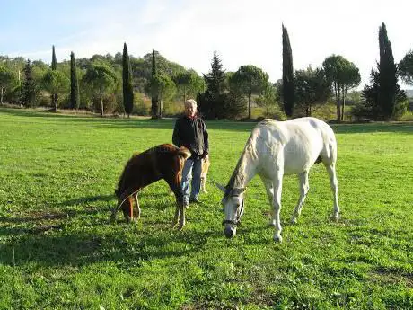 Lebensschule Pferd