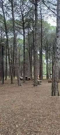 Pineta di Bindua