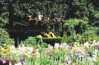 Photo de iris et de plantes vivaces Garden