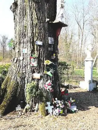 Photo de Chêne de la Vierge