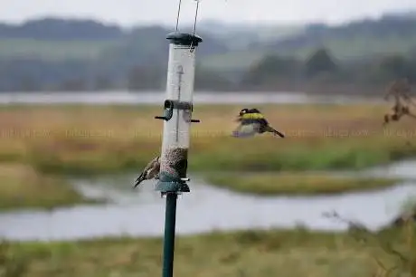 Photo de RSPB Scotland Lochwinnoch