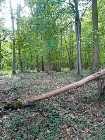 Bois de Vendegies au Bois