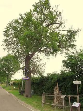 Lievehereboom
