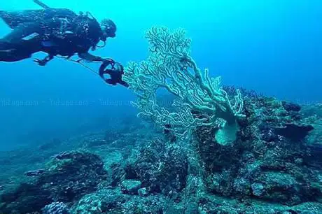 Scuba point diving Palau Sardegna