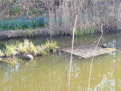 Photo de Mare aux Tortues du Parc des Chanteraines