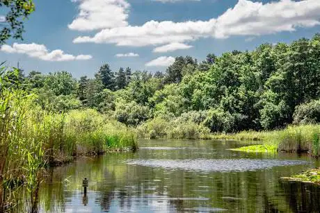 Photo de Englemere Pond