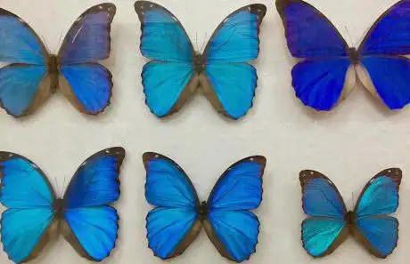 Photo de Museo Di Storia Naturale